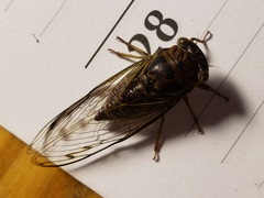 Diceroprocta olympusa