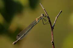 Lestes sponsa