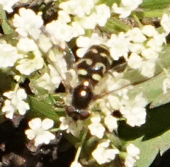 Dasysyrphus intrudens