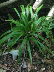 Carex fraseriana