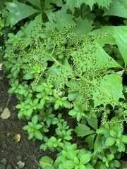 Rodgersia