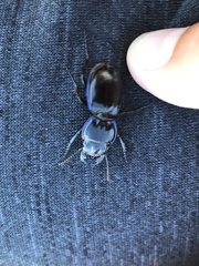 Pasimachus elongatus