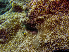 Amphiprion chrysogaster