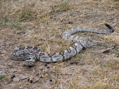 Crotalus ornatus