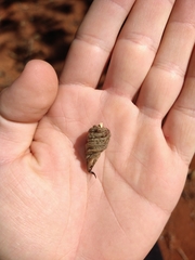 Helicteres brevispira