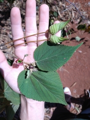 Helicteres brevispira