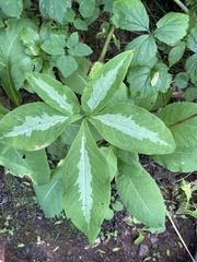 Arisaema sikokianum