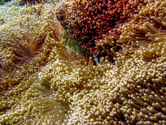 Amphiprion chrysogaster