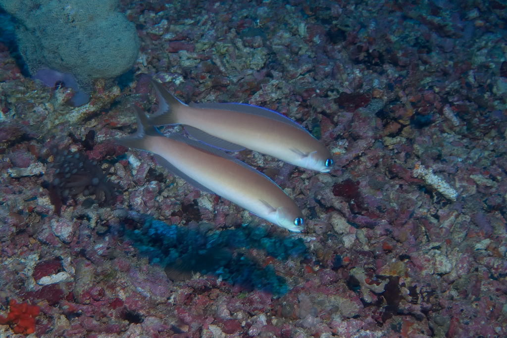 Purple Sand Tilefish