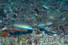 Purple Sand Tilefish photo 2