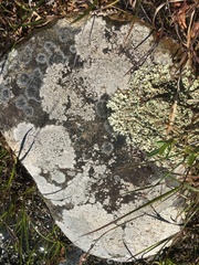 Scoliciosporum