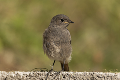 Phoenicurus ochruros