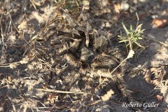 Grammostola vachoni