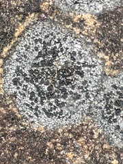 Rhizocarpon reductum