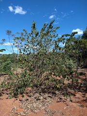 Helicteres brevispira