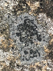 Rhizocarpon reductum