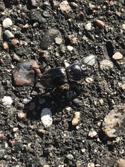 Pasimachus elongatus