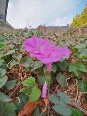 Ipomoea indica