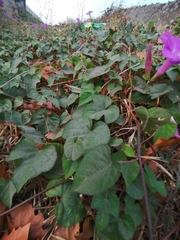Ipomoea indica