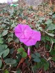 Ipomoea indica