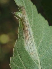 Phyllonorycter schreberella