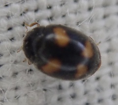 Nephus quadrimaculatus