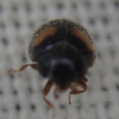 Nephus quadrimaculatus