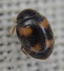 Nephus quadrimaculatus
