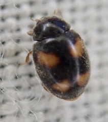 Nephus quadrimaculatus