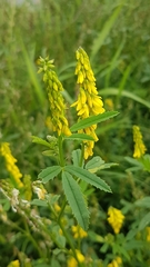 Melilotus officinalis