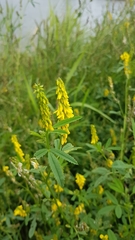Melilotus officinalis