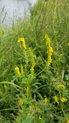 Melilotus officinalis