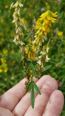Melilotus officinalis