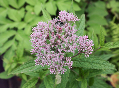 Eupatorium glehnii