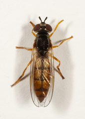 Platycheirus quadratus