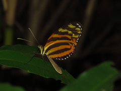 Melinaea lilis imitata