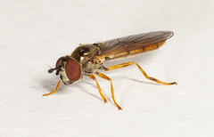 Platycheirus quadratus