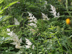Astilbe formosa