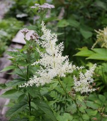 Astilbe formosa