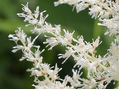 Astilbe formosa