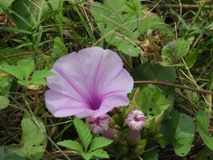 Ipomoea setifera