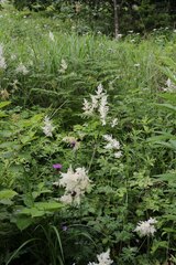 Astilbe formosa