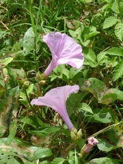 Ipomoea setifera