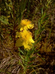 Hypericum kalmianum
