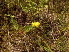 Hypericum kalmianum