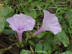 Ipomoea setifera