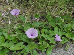 Ipomoea setifera