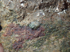 Austrominius modestus