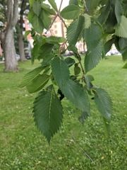 Ulmus americana