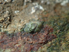 Austrominius modestus